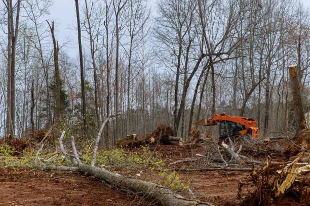 Reliable Pulaski, VA Tree Removal Services Solutions