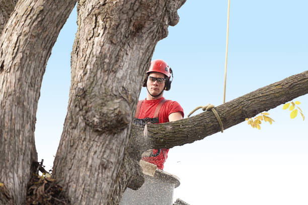 How Our Tree Care Process Works  in  Pulaski, VA